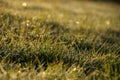 Green grass, morning dew with water drops Royalty Free Stock Photo