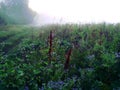 Green grass. Morning field at sunrise Royalty Free Stock Photo