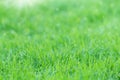 Green grass on morning fresh Royalty Free Stock Photo