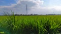 Green grass in the morning - stock photo