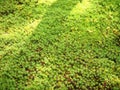 Green grass and moss on the floor