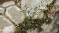 Green grass and moss in stone road. Sunny day Royalty Free Stock Photo