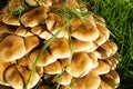 Green grass and mushrooms. Natural mushroom growing. Ecotourism activity. Gathering mushrooms. Pick up mushroom