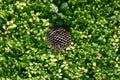 Green grass natural background honeycomb. Top view