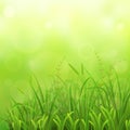 Green grass natural background