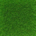 Green grass. natural background texture.