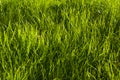 Green grass natural background texture. Lawn for the background in the early morning. Royalty Free Stock Photo