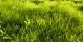 Green grass natural background texture. Lawn for the background. Royalty Free Stock Photo