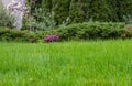 Green grass in a natural background. View of a Beautiful Landscape Garden with a Green Lawn and Colourful Flower Bed Royalty Free Stock Photo