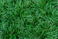 Green grass natural lawn background in top view