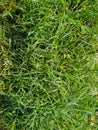 Green grass natural organic water drop garden. Texture