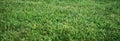 Green grass natural Royalty Free Stock Photo