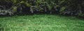 Green grass natural Royalty Free Stock Photo