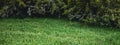 Green grass natural Royalty Free Stock Photo