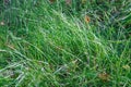 Green grass. Natural texture of nature, lawn for background. Royalty Free Stock Photo