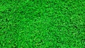 Green grass nature background, desmodium triflorum Royalty Free Stock Photo