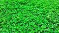 Green grass nature background, desmodium triflorum Royalty Free Stock Photo