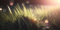 Green grass nature field closeup backlit by golden sunlight with sun rays. Natural spring grass with water drops on Royalty Free Stock Photo