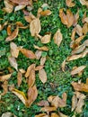 Green grass in the nature on the ground covered with yellow autumn fall leaves as a natural background wallpaper Royalty Free Stock Photo