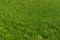 Green grass nature lawn floor. Green grass background texture. Green lawn texture background. top view Royalty Free Stock Photo