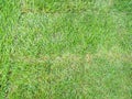 Green grass on new lawn created with green turf Royalty Free Stock Photo