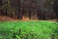 Green grass in contrast with autumn forest