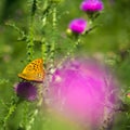 Green grass orange butterfly