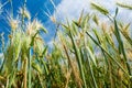 Green grass over a blue sky