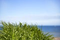 Green grass over sea background and blue sky. Royalty Free Stock Photo