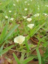 green grass overgrown with small trumpet flowers in the mountains