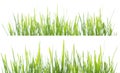 Green grass panorama isolated on white background Royalty Free Stock Photo