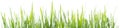 Green grass panorama isolated on white background Royalty Free Stock Photo