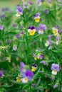 Green grass and pansies in warm summer day