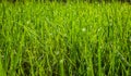 Green grass in the park close up. Dew drops close up on fresh green spring grass. Morning sunny day. Abstract nature background. Royalty Free Stock Photo