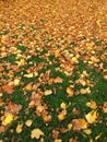 Green grass in the park full of falling yellow orange Autumn dried leaves.