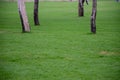 Green grass in a park with symmetrical trees in the background