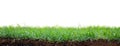 Green Grass Patch With Dirt and Roots Exposed Royalty Free Stock Photo