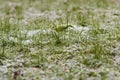 Green grass with patches of snow Royalty Free Stock Photo