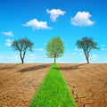 Green grass path through dry country with cracked soil. Royalty Free Stock Photo