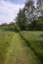 Green grass path