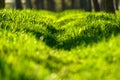 green grass and a path through a lawn in the forest, sunlight, bright spring landscape, close view and details