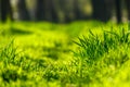 green grass and a path through a lawn in the forest, sunlight, bright spring landscape, close view and details