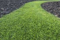 Green grass path