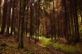 Green grass path in a thick coniferous forest Royalty Free Stock Photo