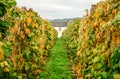 Green grass path to a white house with a window between rows of bean pods Royalty Free Stock Photo