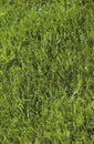 Green grass pattern