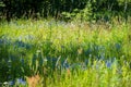 green grass pattern with blur background. summer texture