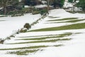 Green Grass Pattern in Melting White Snow