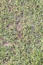 Green Grass Pattern Texture Background Royalty Free Stock Photo