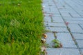 The border between lawn and pavement